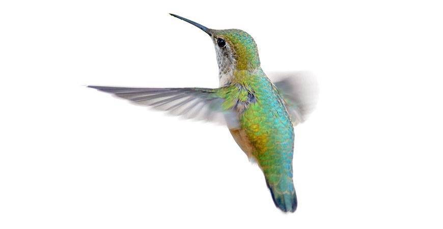Google Hummingbird – What We Know and What It Means