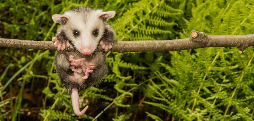 google local search update: how does possum affect you